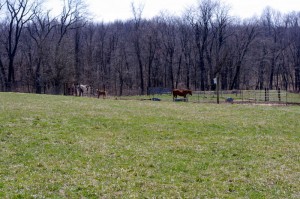 Pasture & Woods