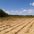 ABSOLUTE REAL ESTATE TO BE SOLD ONSITE AT 1:00 P.M. –  Land consists of second bottom and low bottom farm ground.  Farm has approximately 35 to 40 acres tillable and […]