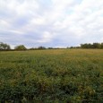 MLS#13054734      SOLD!!!   $495,000 100 Acres m/l combination farm close to Troy and just off the blacktop!!  Farm consists of approximately 71 acres of terraced tillable ground and 29 […]