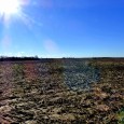 MLS# 19001580      $517,902   ($5700/AC)   SOLD!!! 90.86 M/L  ACRES INCOME PRODUCING INVESTMENT LAND WITH LOCATION, LOCATION!  With Hwy 61 access and plenty of visibility, this farm has over 2600′ of […]